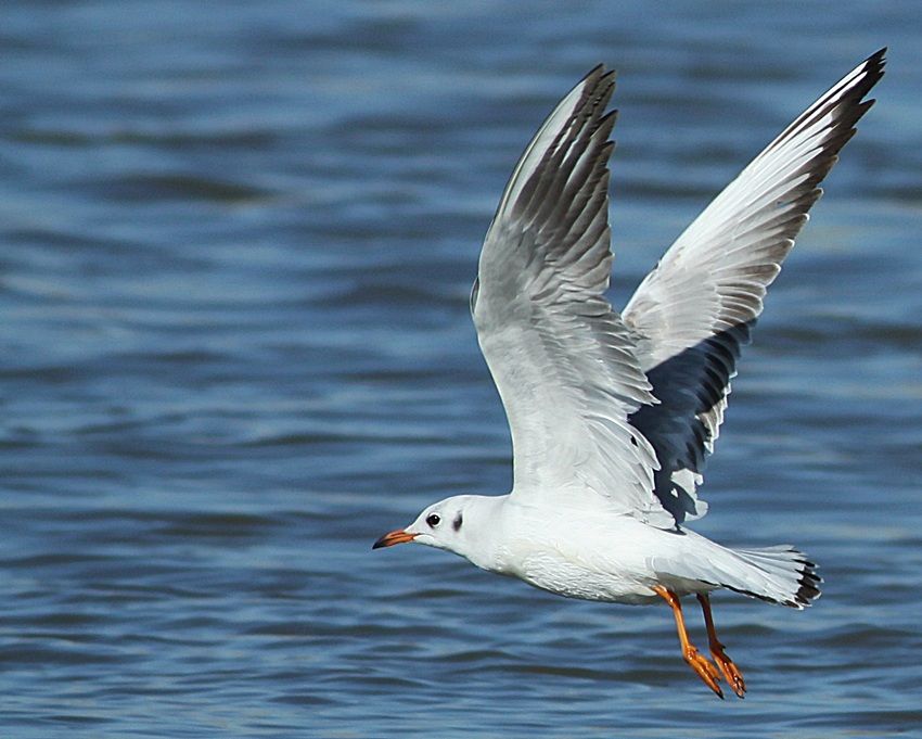 Black-headed Gull