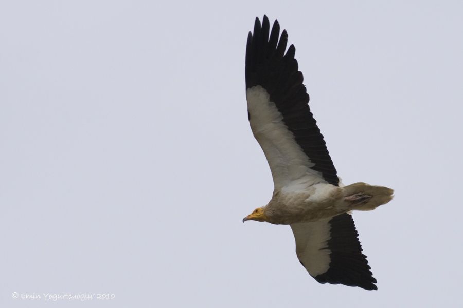 Egyptian Vulture