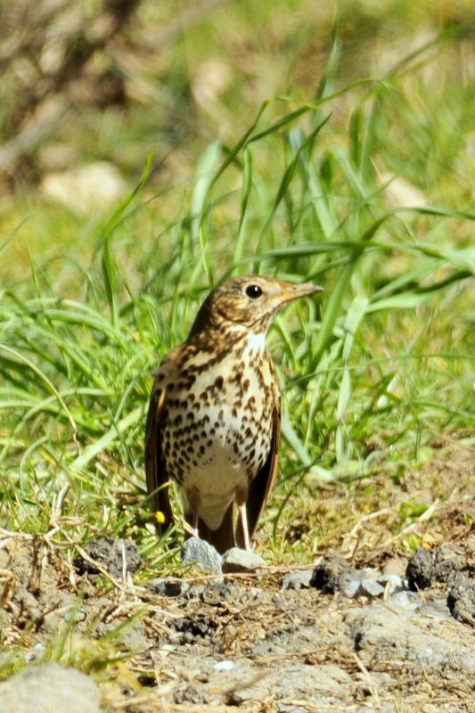 Song Thrush