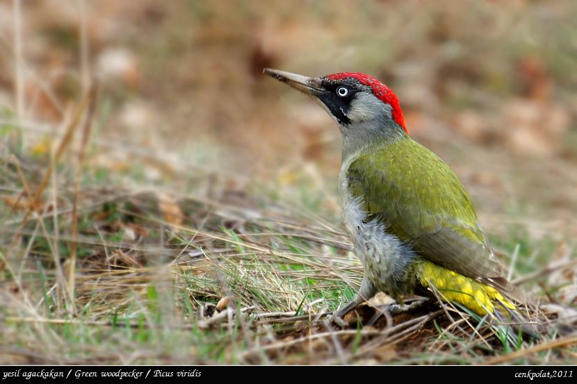 European Green Woodpecker