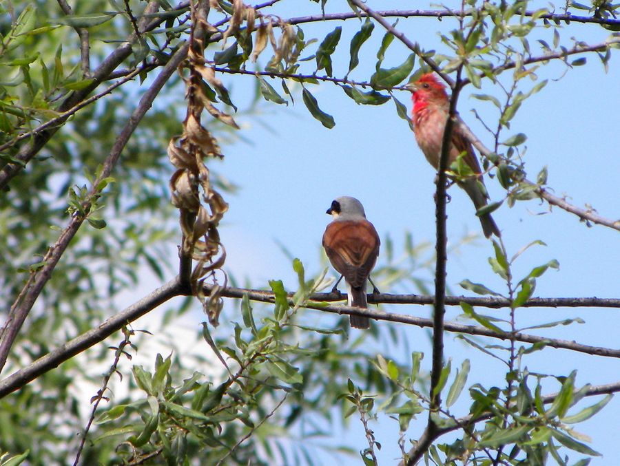 Common Rosefinch