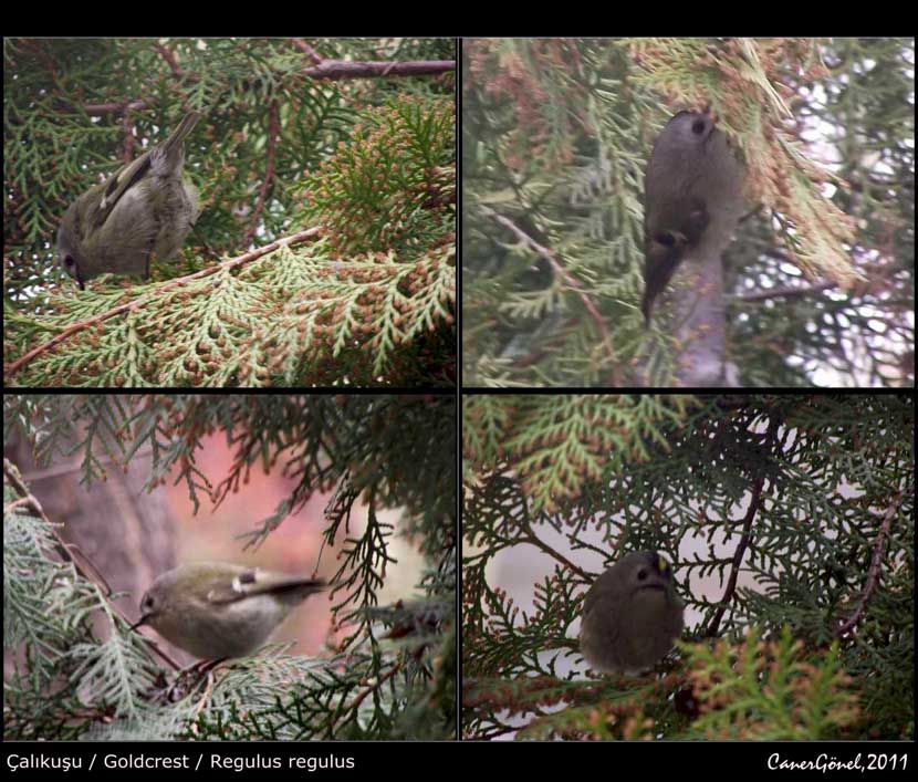 Goldcrest