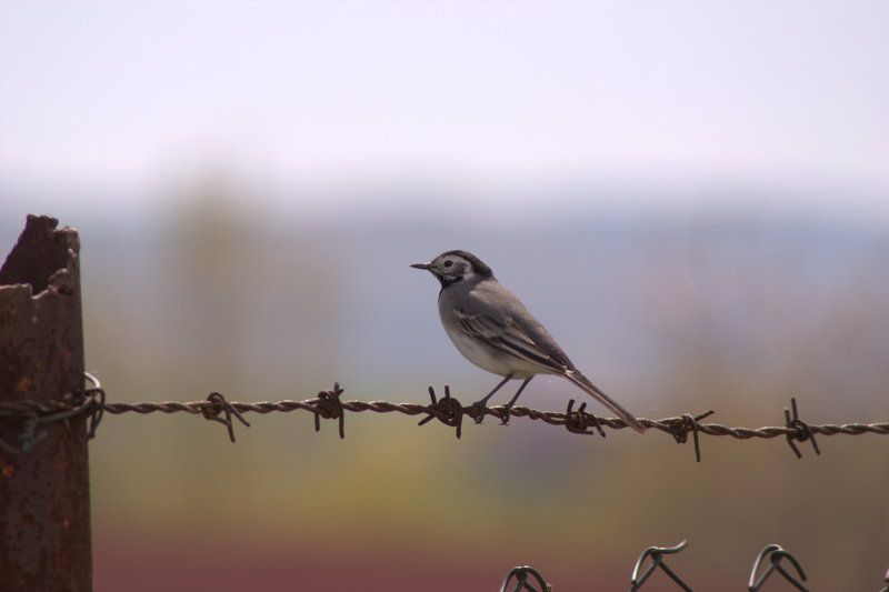White Wagtail