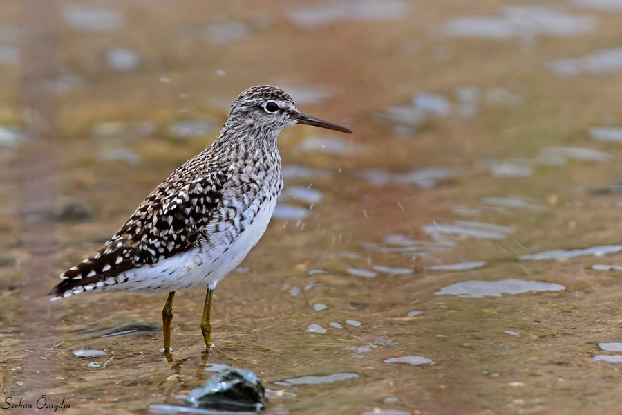 Wood Sandpiper