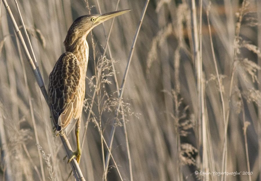 Little Bittern