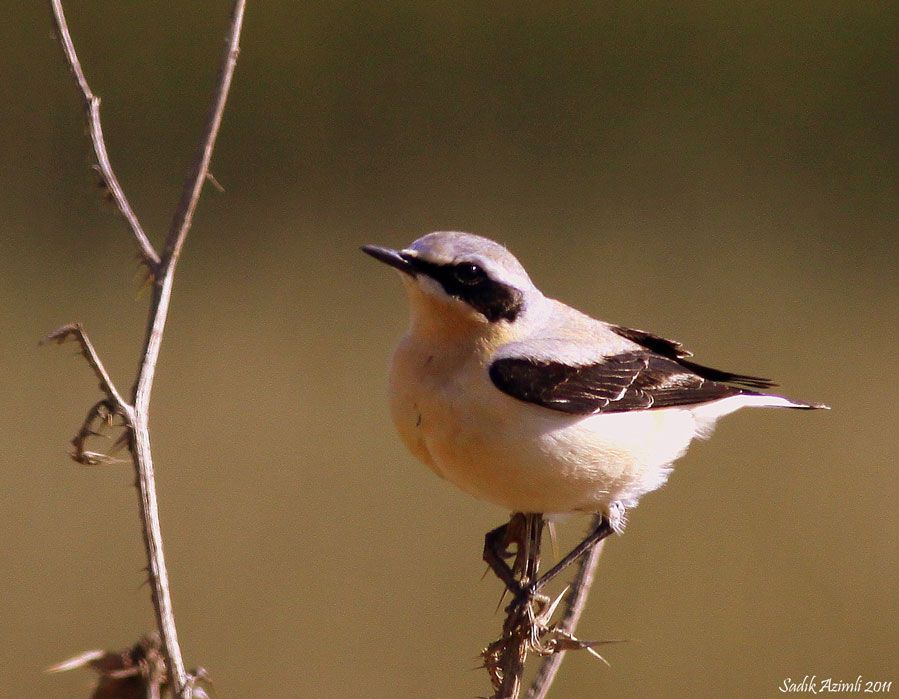 Northern Wheatear