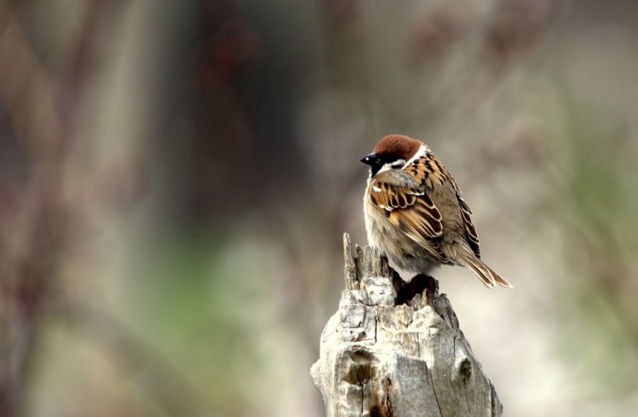 Eurasian Tree Sparrow