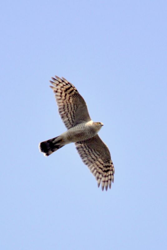 Eurasian Sparrowhawk