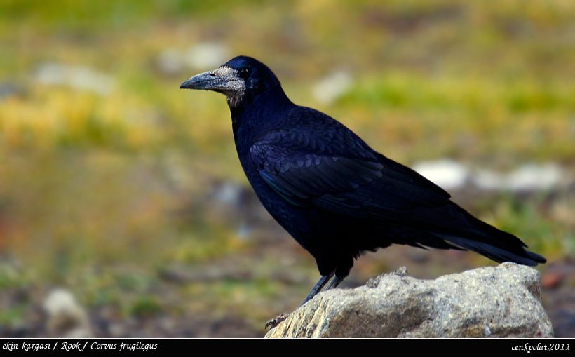 Rook