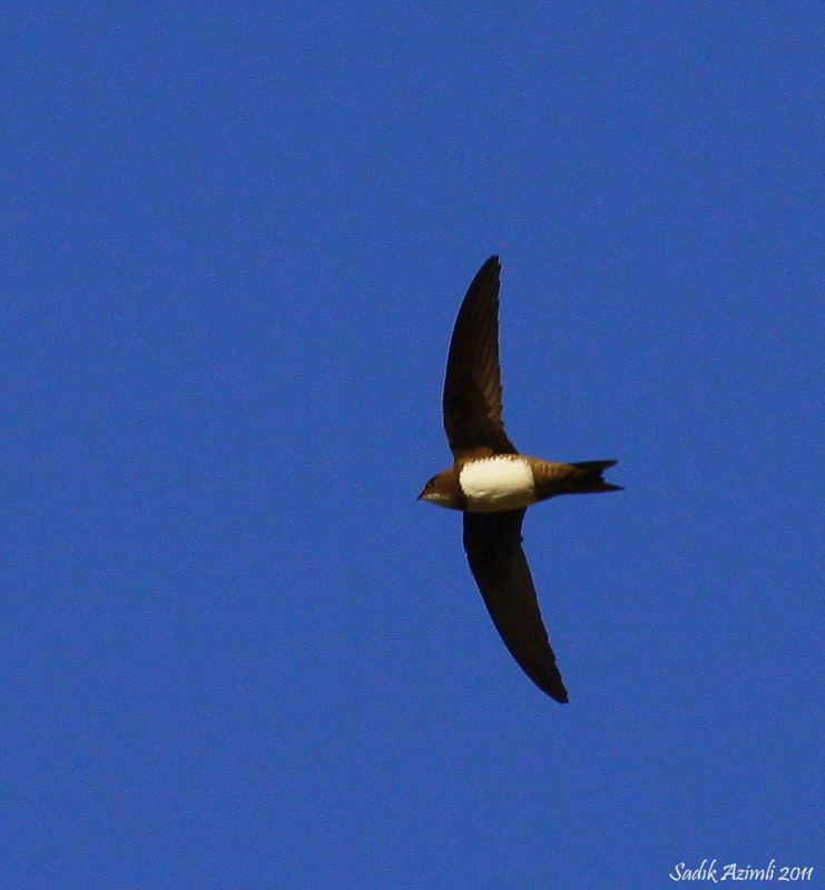 Alpine Swift