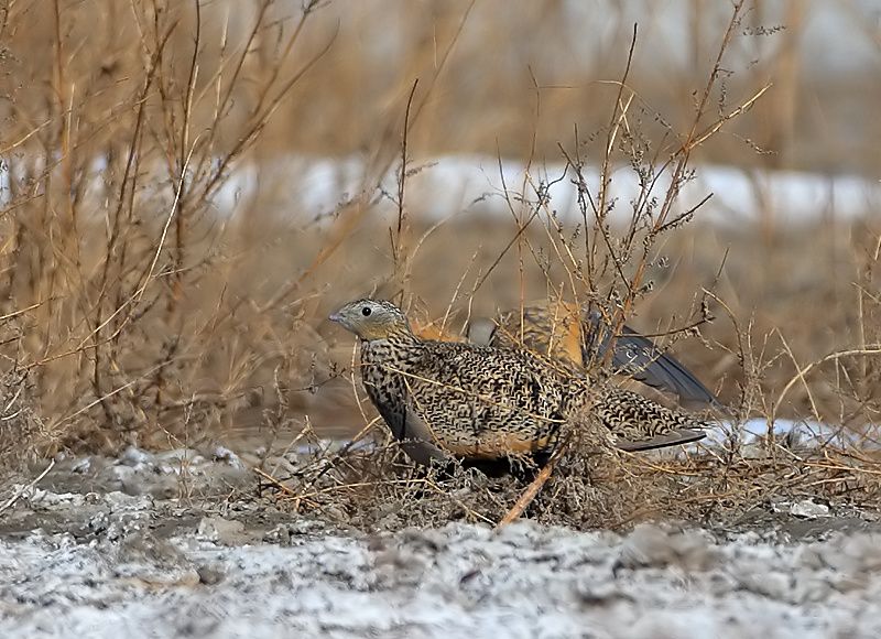 Black-bellied Sandgrouse