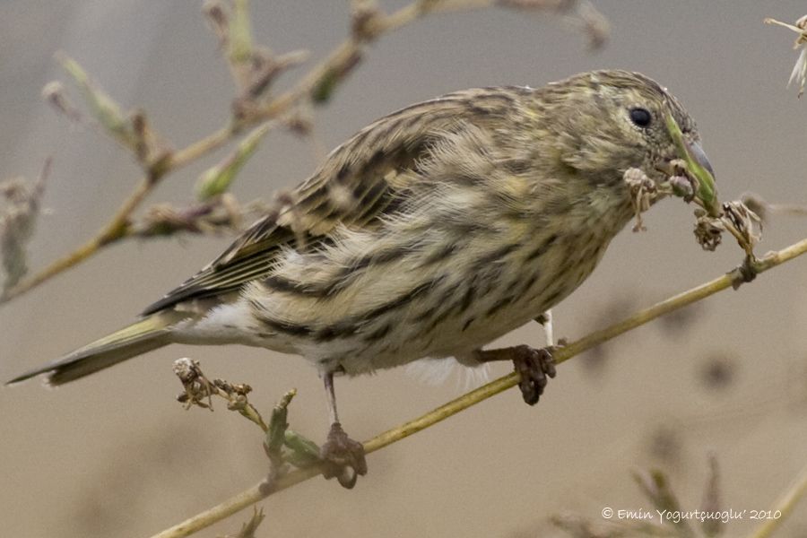 European Serin