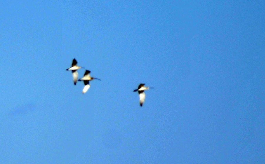 Eurasian Curlew
