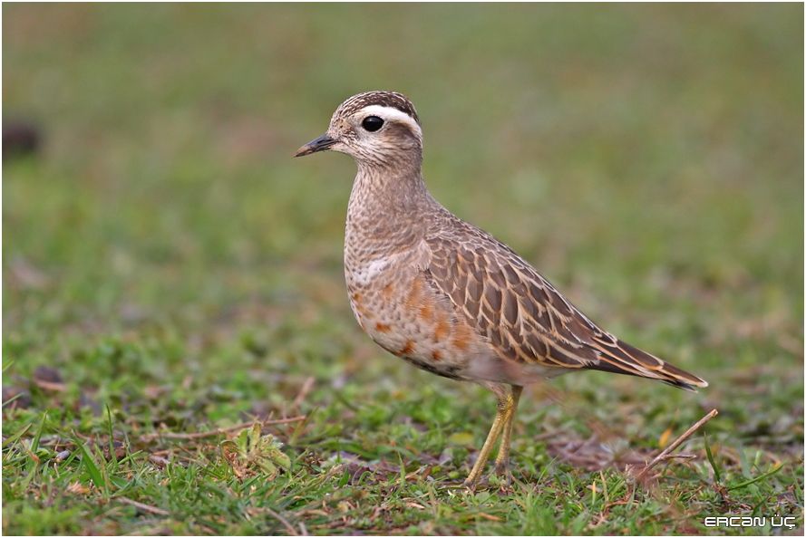Eurasian Dotterel