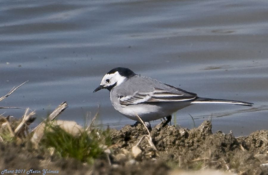 White Wagtail