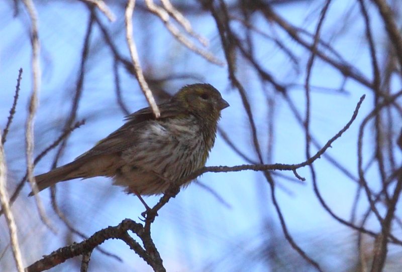 European Serin