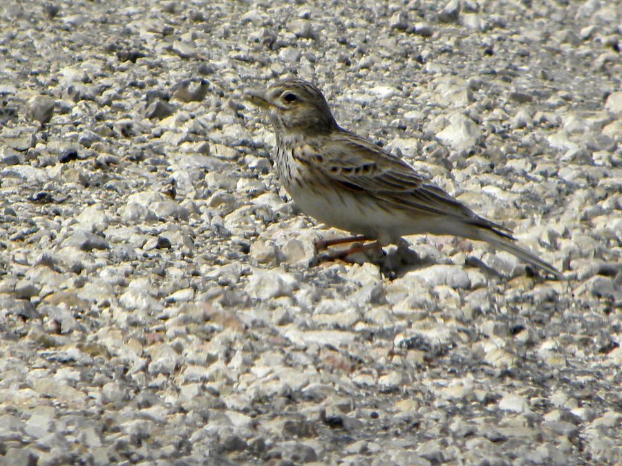 Turkestan Short-toed Lark