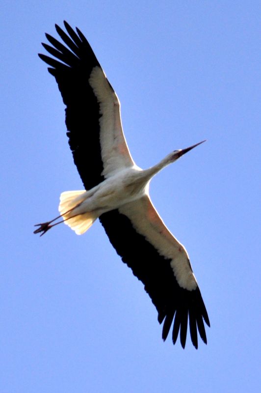 White Stork