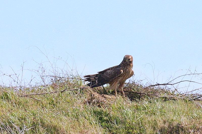 Hen Harrier