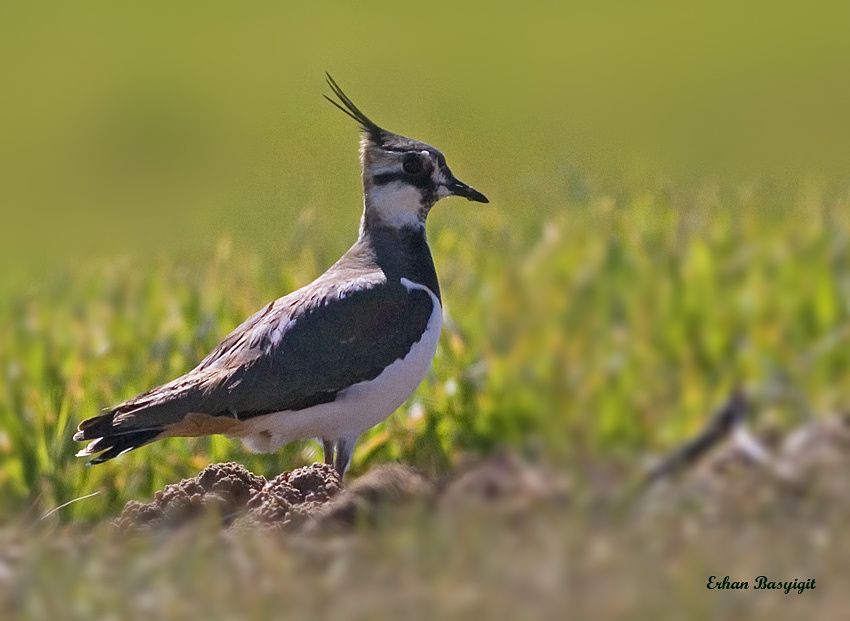 Northern Lapwing