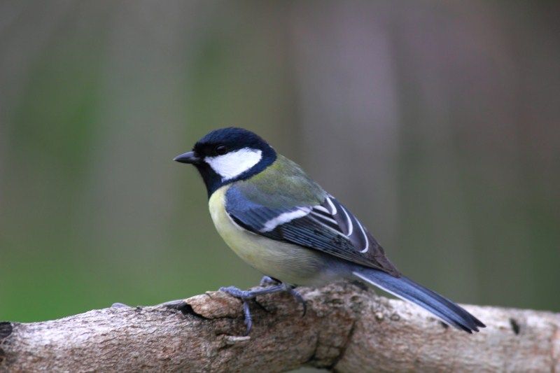 Büyük baştankara