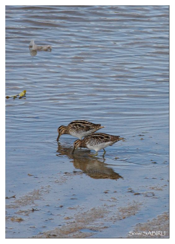 Common Snipe