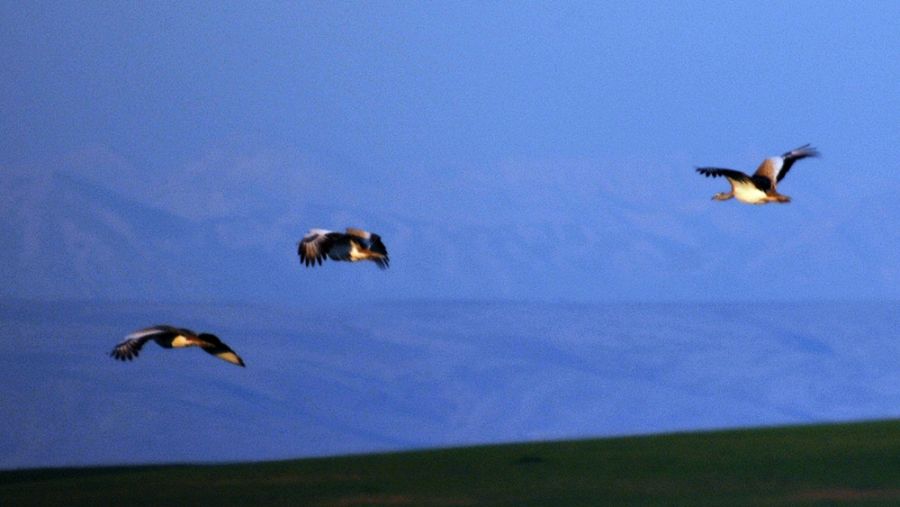 Great Bustard