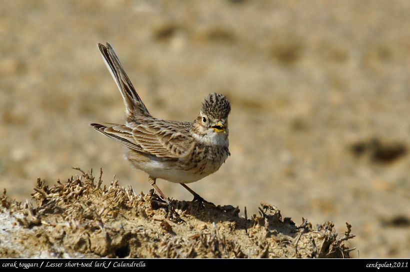 Turkestan Short-toed Lark