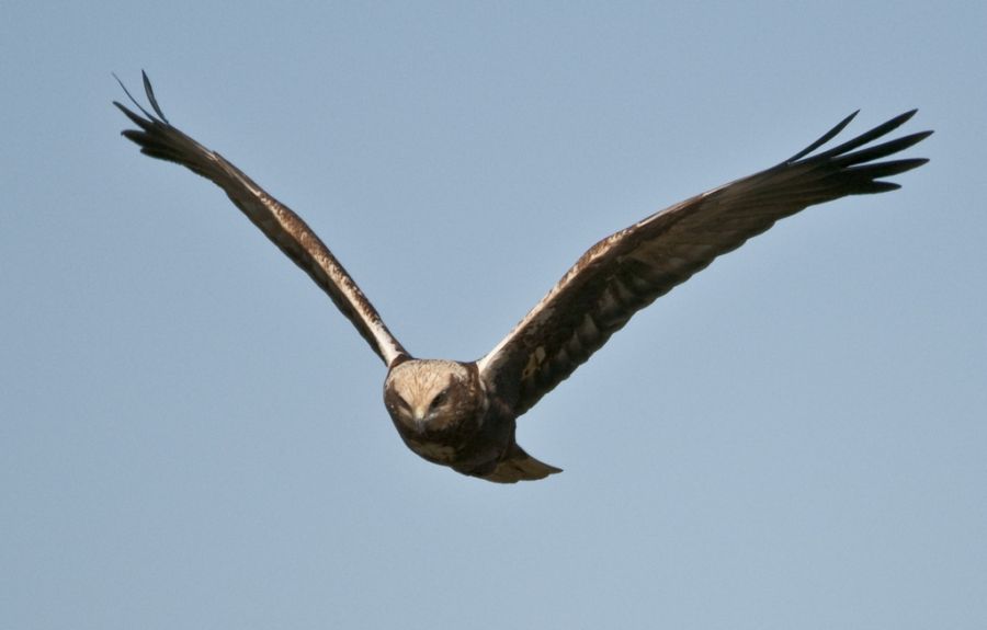 Western Marsh Harrier