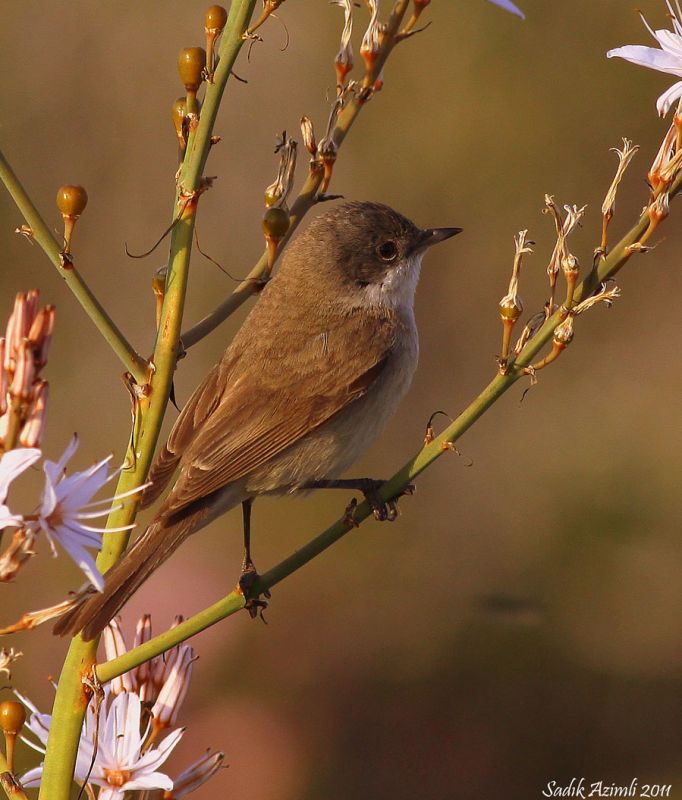 Lesser Whitethroat