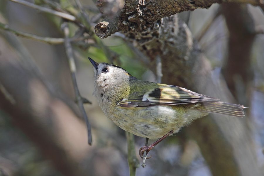 Goldcrest