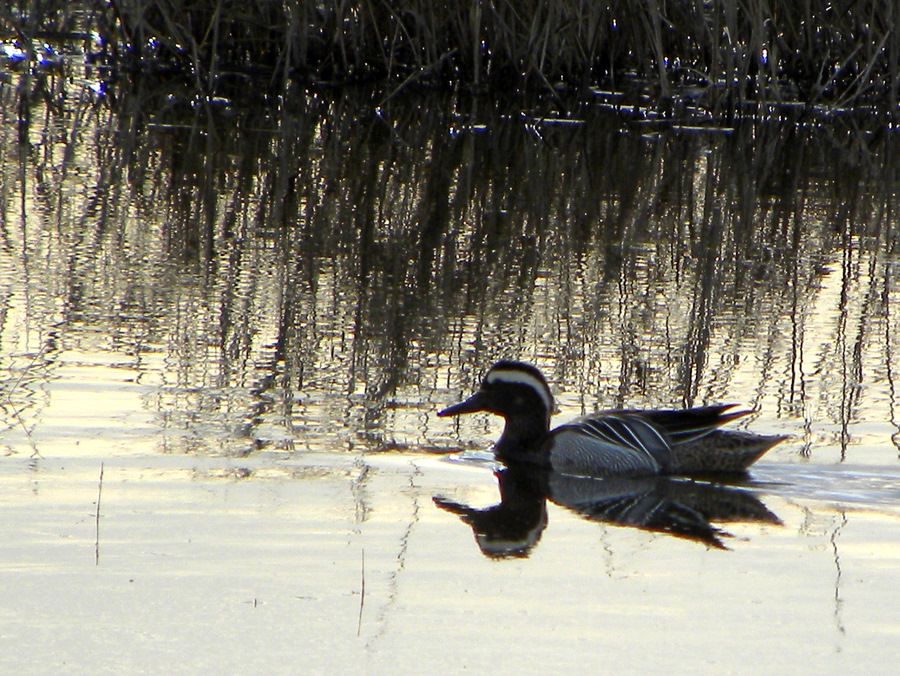 Garganey