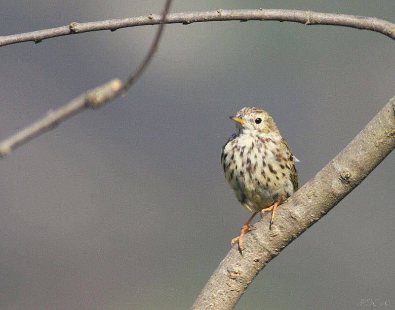 Tree Pipit