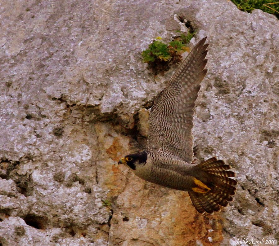 Peregrine Falcon