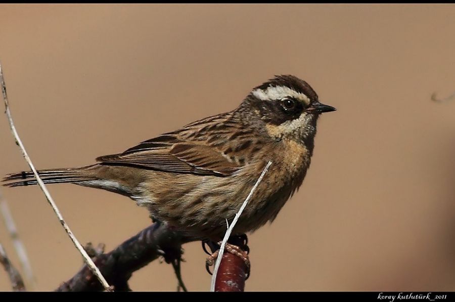 Radde`s Accentor