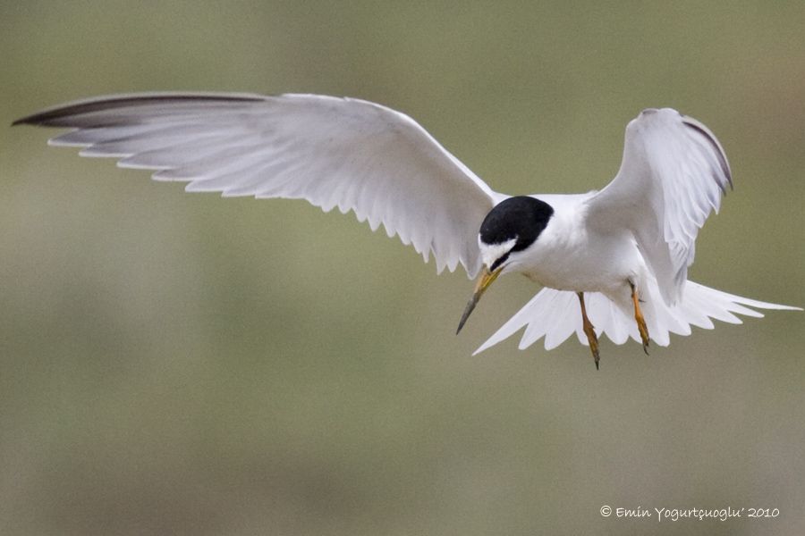 Little Tern