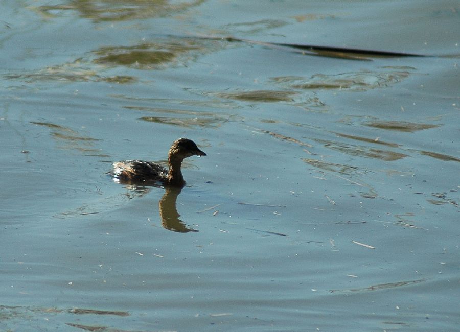 Little Grebe