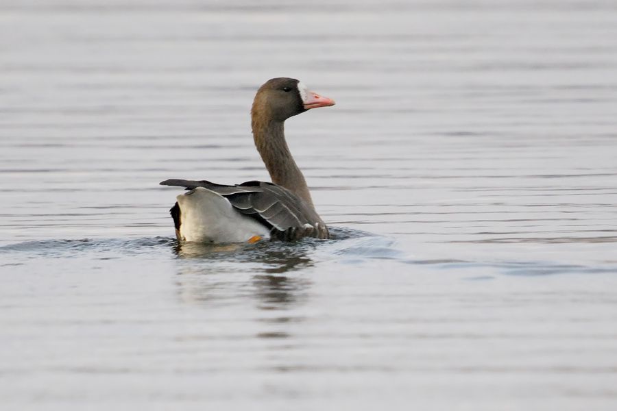 Greater White-fronted Goose