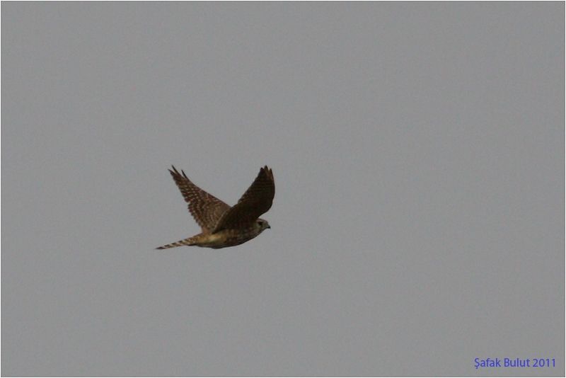Merlin