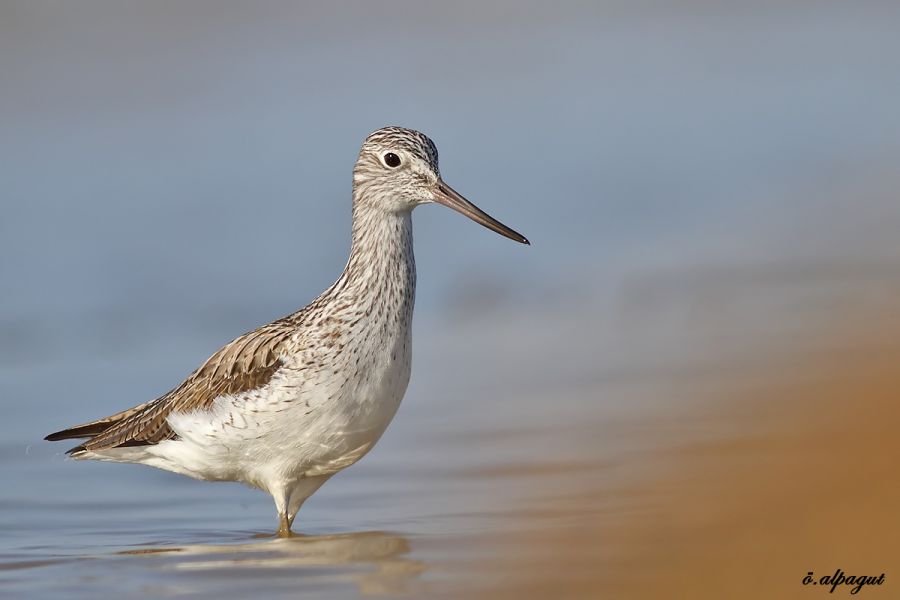 Common Greenshank