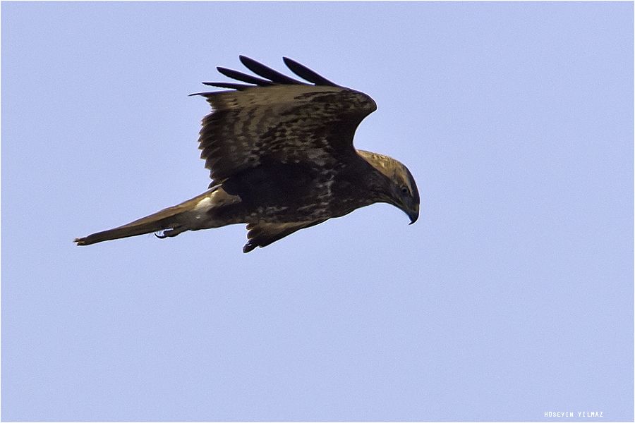 Common Buzzard