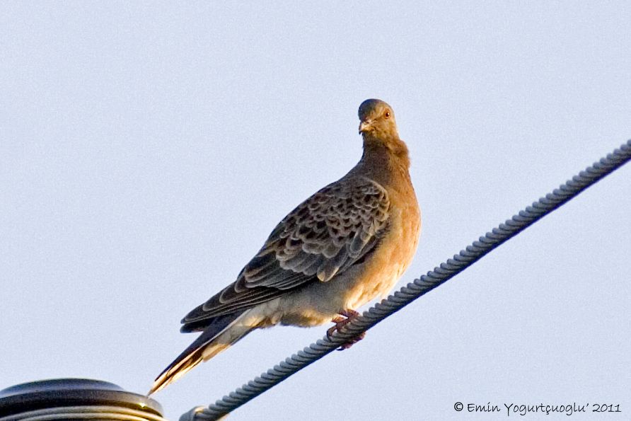 Oriental Turtle Dove