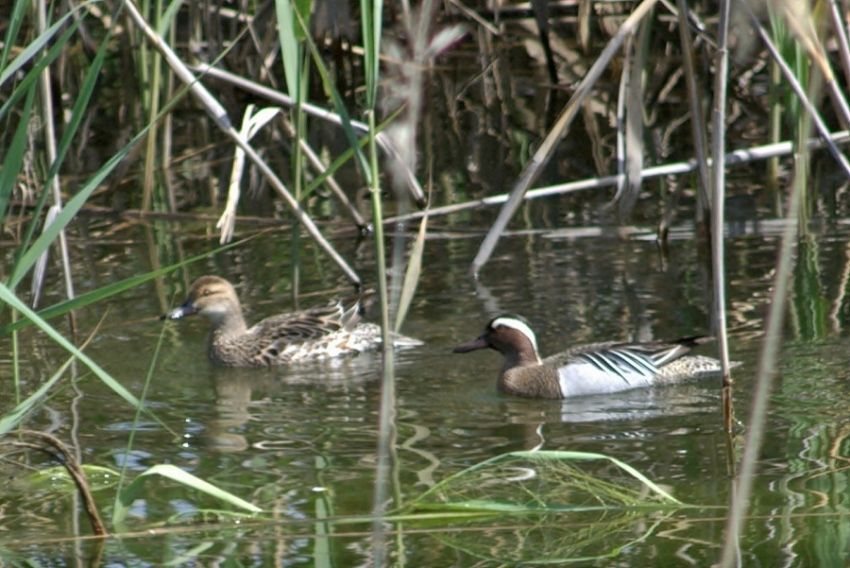 Garganey