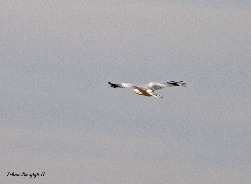 Hen Harrier