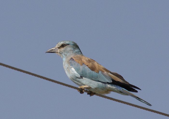 European Roller