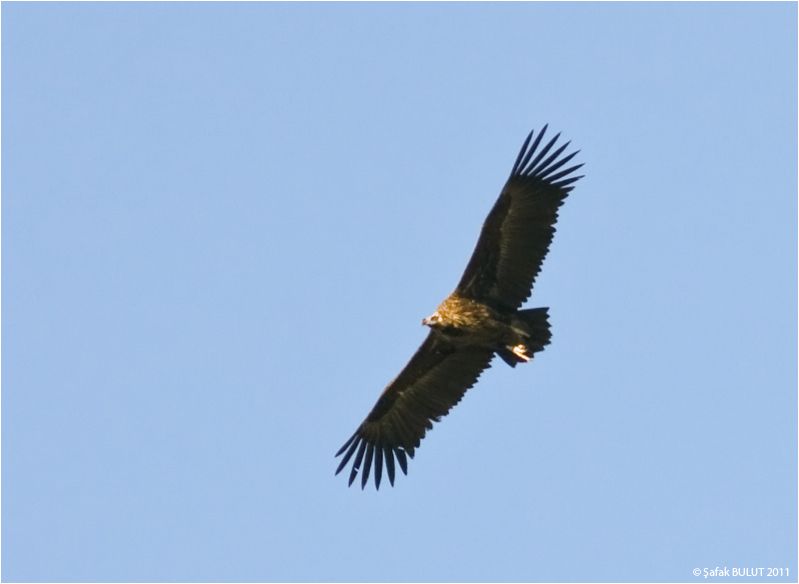 Cinereous Vulture
