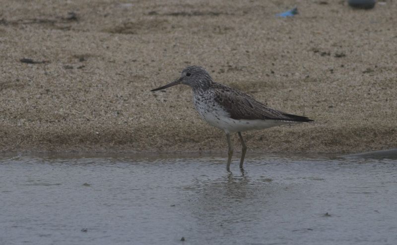 Common Greenshank