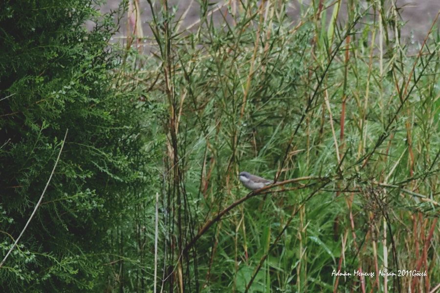 Lesser Whitethroat