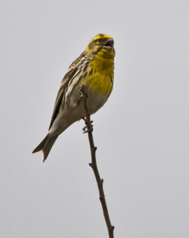European Serin