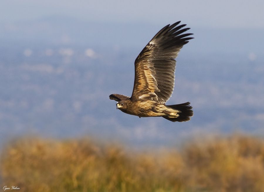 Lesser Spotted Eagle